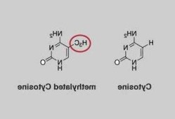 甲基胞嘧啶？甲基胞嘧啶双加氧酶？