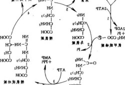 鸟苷？鸟苷酸循环的意义？