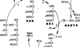 鸟苷？鸟苷酸循环的意义？