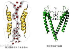 牛磺胆酸钠？牛磺胆酸钠共转运蛋白？