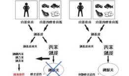 苯丙酮酸？苯丙酮酸尿症的发病机制？