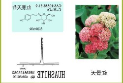 红景天苷，红景天苷属于什么类化合物！