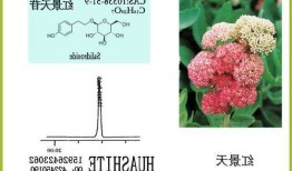 红景天苷，红景天苷属于什么类化合物！