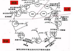 嘌呤霉素？嘌呤霉素抑制蛋白质合成的机制是？