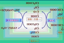 谷氨酸受体，离子型谷氨酸受体？