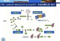 蛋白酶体，蛋白酶体是细胞器吗