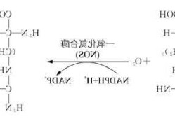 一氧化氮合成酶？一氧化氮合成酶和FAD？