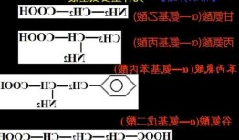 双硫代氨基丙酸，硫代氨基酸是什么?