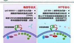 吡咯替尼，吡咯替尼作用机制？