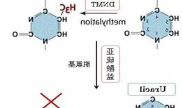 甲基胞嘧啶，甲基胞嘧啶可以参与什么代谢