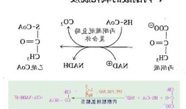 丙酮酸钠，丙酮酸钠和丙酮酸一样吗！