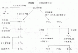 二胺，二胺氧化酶偏高是什么原因