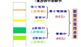 叶绿素a？叶绿素a和叶绿素b什么颜色？