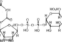 尿苷？尿苷二磷酸葡萄糖醛酸缩写？