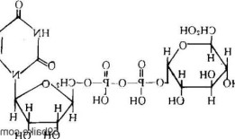 尿苷？尿苷二磷酸葡萄糖醛酸缩写？