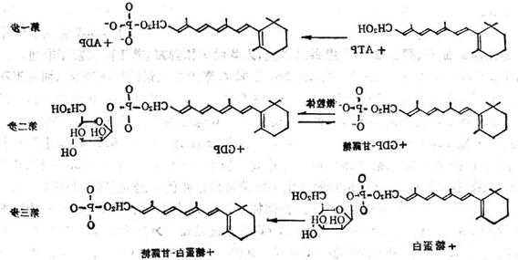 维生素a醋酸酯，维生素a醋酸酯在体内被酶水解成维生素a进而氧化生成？