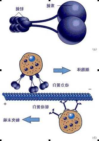 驱动蛋白，驱动蛋白怎么移动的！