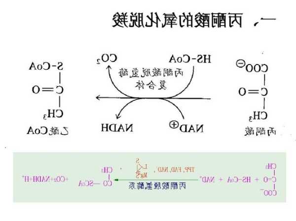 丙酮酸钠，丙酮酸钠和丙酮酸一样吗！