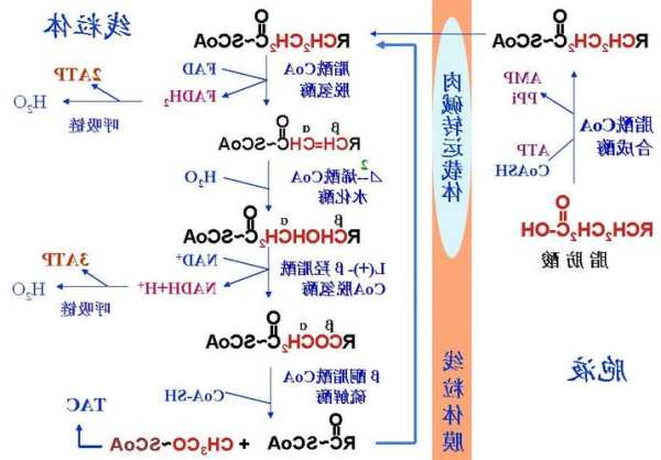 dcmp？dcmp生物化学？