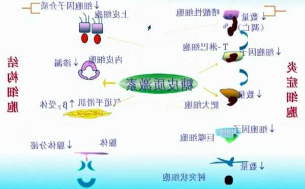 糖皮质激素受体，糖皮质激素受体位于！