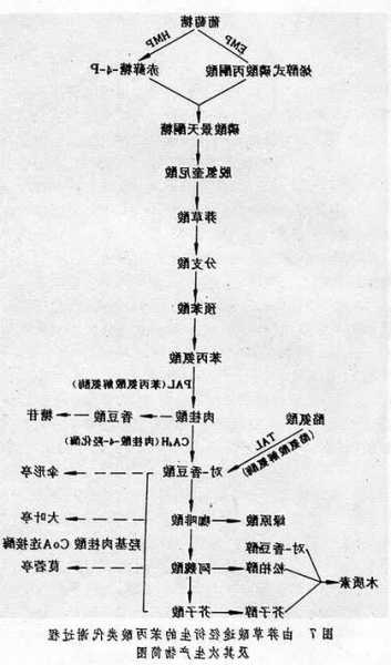 莽草酸，莽草酸途径