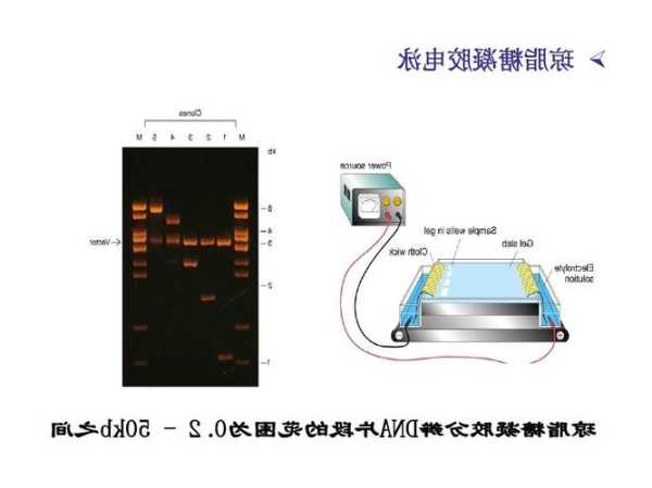 琼脂糖，琼脂糖凝胶电泳图详解