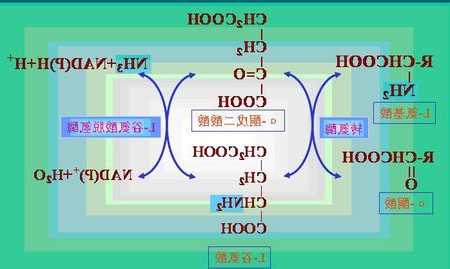 谷氨酸受体，离子型谷氨酸受体？