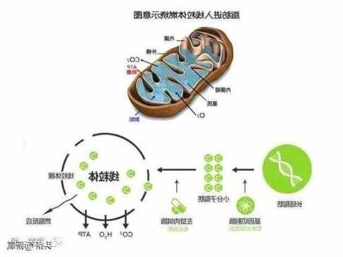 右旋肉碱，左旋肉碱的危害及副作用！