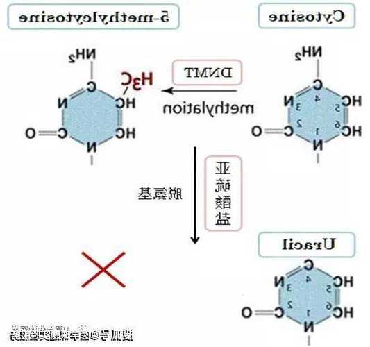 甲基胞嘧啶，甲基胞嘧啶可以参与什么代谢？